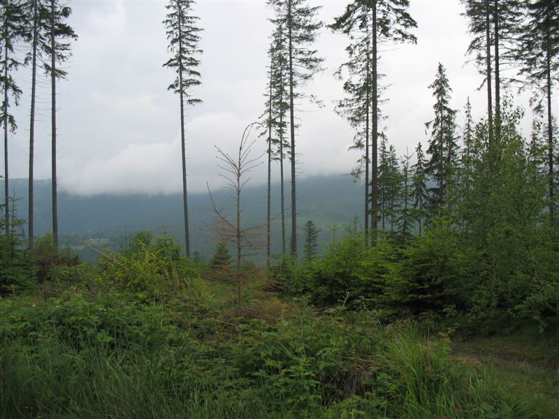 przylenkow (201)